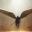Angel Savior